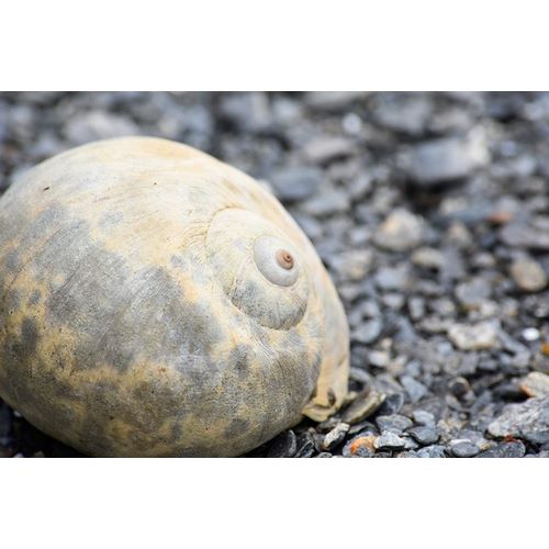 Alaska-Ketchikan-moon snail shell on beach